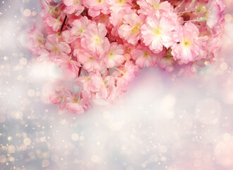 Fototapeta na wymiar spring background flowering white sakura cherry flowers tree and abstract bokeh