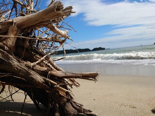 Old fallen log on a beach