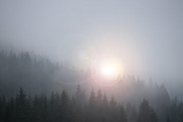 Magical atmosphere in the foggy forest, Morning, Austria