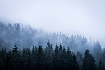 Magical atmosphere in the foggy forest, Morning, Austria
