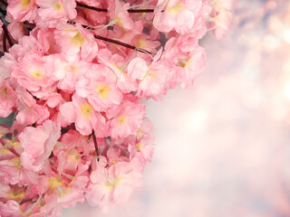 spring background flowering white sakura cherry flowers tree and abstract bokeh