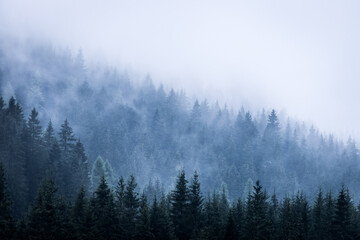 Fototapeta premium Magiczna atmosfera w mglistym lesie, rano, Austria
