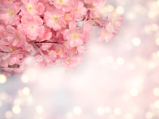 spring background flowering white sakura cherry flowers tree and abstract bokeh