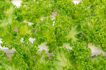Fototapeta na wymiar Fresh organic green oak lettuce vegetable plant farm