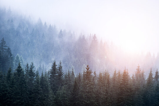 Magical atmosphere in the foggy forest, Morning, Austria