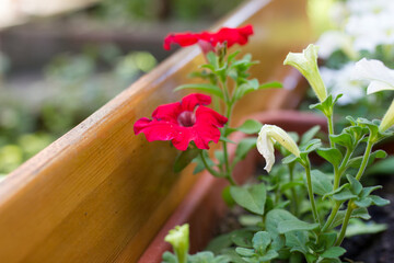 Beautiful petunia flowers in a pot in garden.