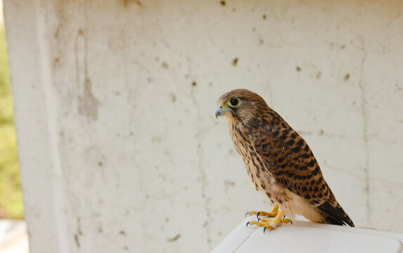 Bird Of Prey Of Falcon Family In City.Kestrel Is Sitting On Air Conditioner And Looking At Camera