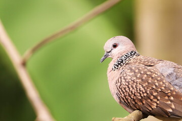 Spotted Dove on the tree branch