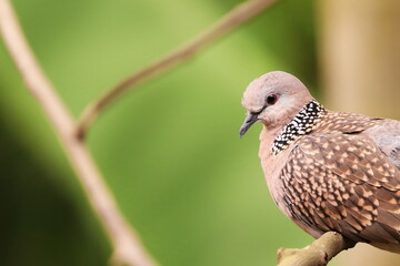 Spotted Dove on the tree branch