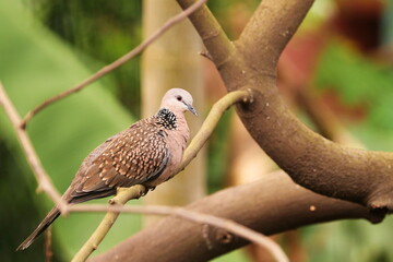 Spotted Dove on the tree branch
