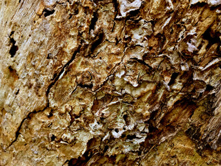Old wood texture background