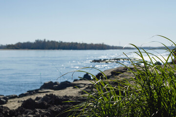 reeds in the water