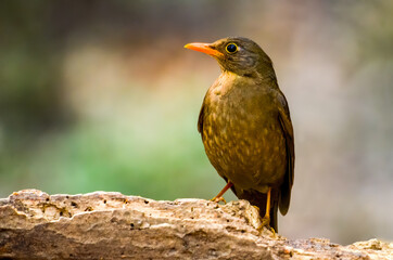 Grey-winged Blackbird female
