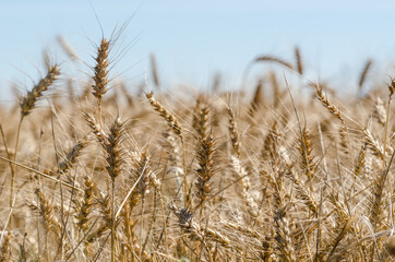 GRAIN - Agricultural crops in the field ready for harvest
