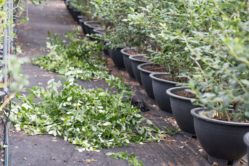 Bush of a ripe bilberry in the summer closeup.