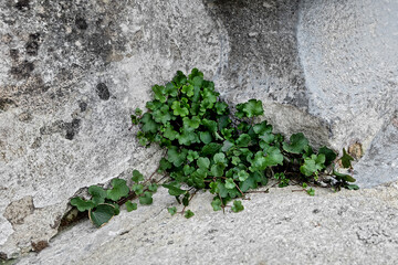close up of kenilworth ivy growing on a stona wall