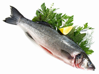 Sea Wolf - Fish isolated on white Background