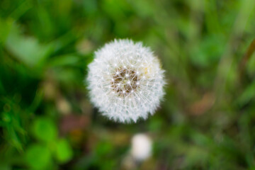 close up shot of white dandelion flower