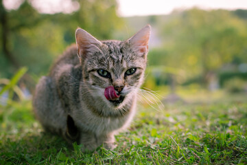 cat licking its face outside cute red tongue eyes