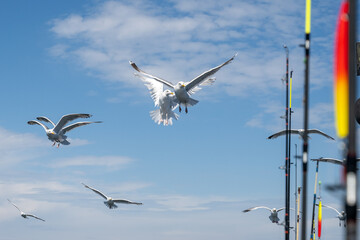 Seagulls follow a fishing boat. Fishing rods and blue sky with thin white clouds in the background