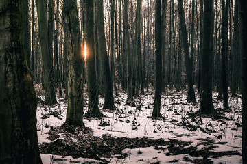 creepy green and brown forest winter snow sunset abandoned