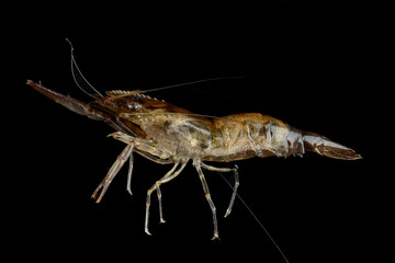 Closeup Fresh shrimp isolated on black background. Macro	