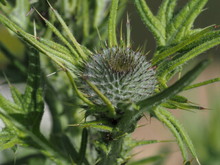 Distel