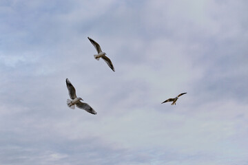 three seagulls flying cloudy blue background freedom