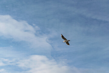 seagull flying on blue sky cloudy background freedom