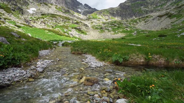 Scenic view of small creek in Velicka dolina (Velicka valley) in High Tatras mountains, Slovakia. Visible stones at bottom through crystal clear water in the stream, yellow flowers blooming in summer