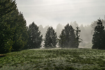 Fototapeta premium foggy misty simple landscape background green trees