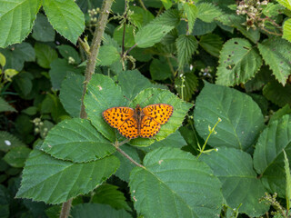 Brombeer-Perlmuttfalter