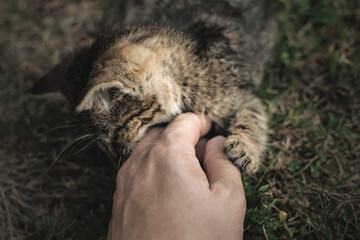 cute cat playing in the grass with a human hand