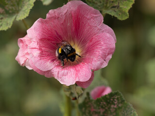 Malvenblüte mit Insekt