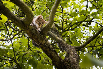 little kitten on a tall green tree outside