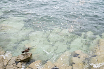 浄土ヶ浜の岸辺にいるカモメのヒナ
