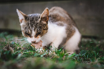 stray cat eating meat outside exterior grass