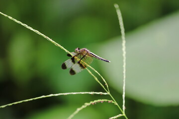 dragonfly in grass