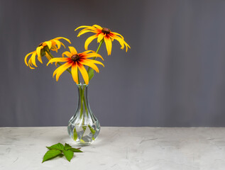 rudbeckia flowers in a transparent vase on a gray concrete table