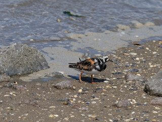 Steinwälzer an der Nordsee