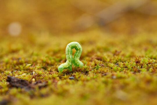 Kleiner Frostspanner ( Operophtera brumata ) Raupe
