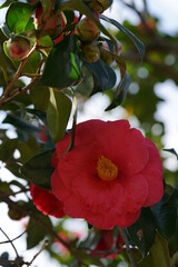 Light Red Flower of Camellia in Full Bloom
