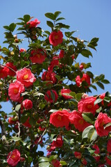 Obraz premium Light Red Flower of Camellia in Full Bloom 