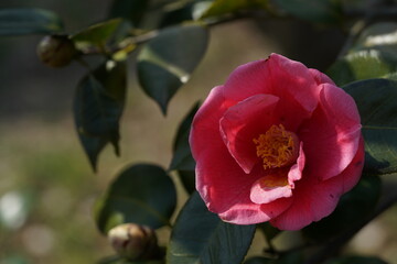 Light Pink Flower of Camellia in Full Bloom
