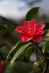 Light Red Flower of Camellia in Full Bloom
