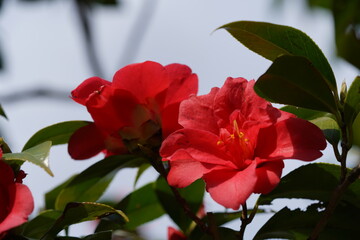 Light Red Flower of Camellia in Full Bloom
