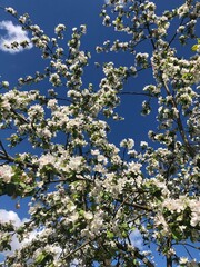 apple tree blossom