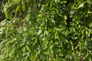 Green Foliage of a Tupelo or Black Gum Tree (Nyssa sylvatica) in a Woodland Garden in Rural Devon, England, UK