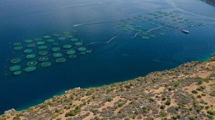 Fototapeta na wymiar Aerial drone photo of large fish farming unit of sea bass and sea bream in growing cages in calm deep waters of Galaxidi area, Greece