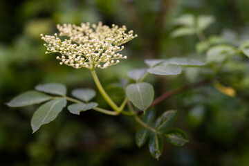 Wet elderflower with leaves after rain.